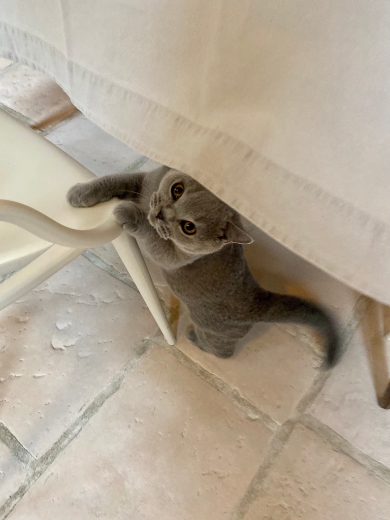 Chat gris jouant sous une table à La Vie Voyage à Langeais